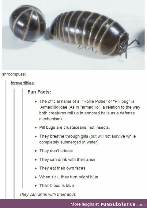 Armadillidiidae [pill bugs]