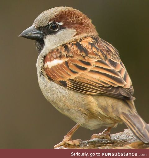 Gratitude Journal Week 8 - Birb Chirp