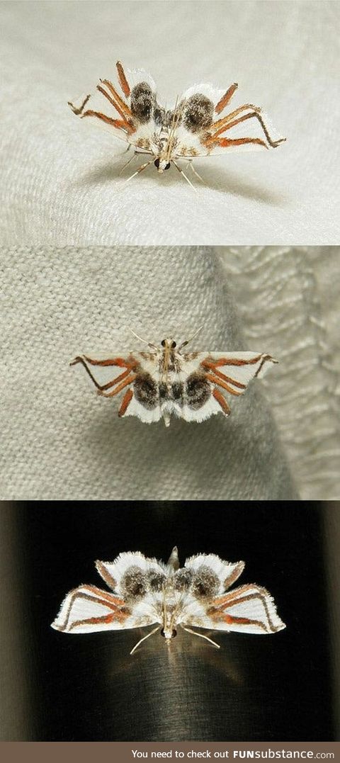 Lygodium Spider Moth