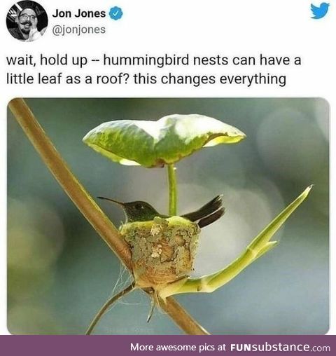 Hummingbird Leaf Roof