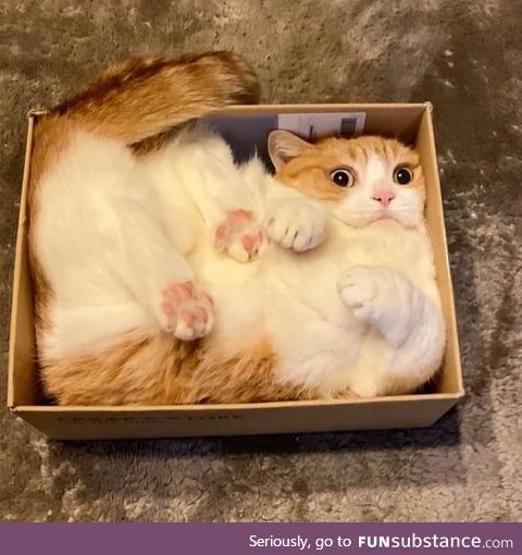 It's my puss in a box