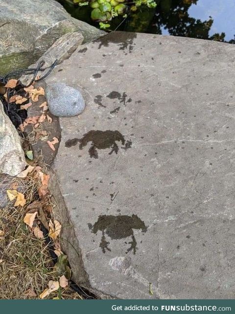 Froggo tracks