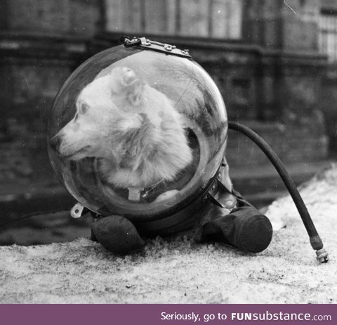 Meet Belka, one of two K9 Cosmonauts returned to earth, USSR, circa 1961