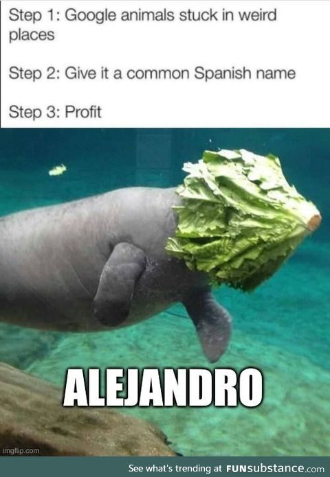 Manatee stuck in lettuce go brrrrr