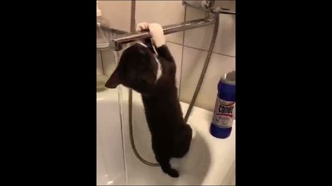 Flawless kitty acrobatics (23 seconds)