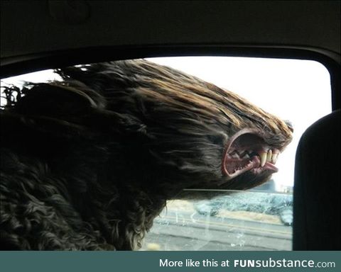 A goldendoodle sticks his head out a car window