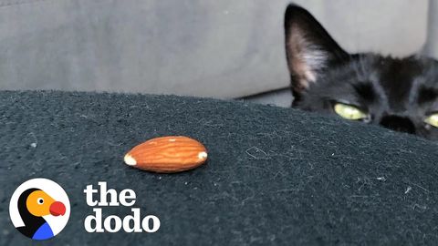 Scary Ninja Cat Loves Almonds