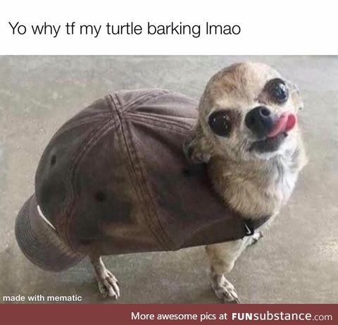 Cute turtle