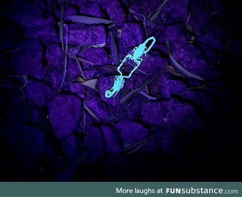 Found these scorpions practising geometry