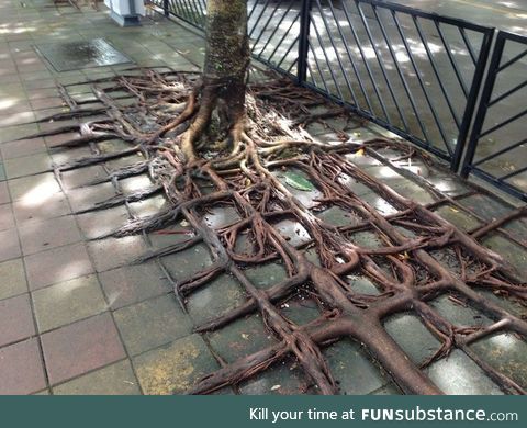 Square root or something idk im not a mathist