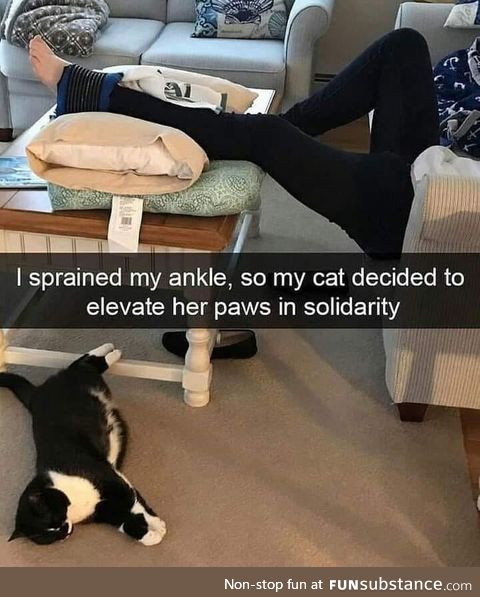 Cat elevating their paws too