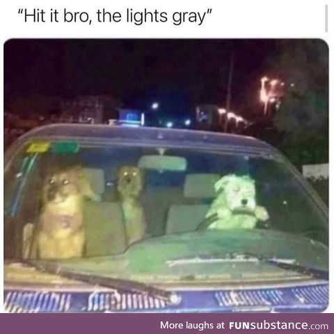That's just the problem with letting dogs drive