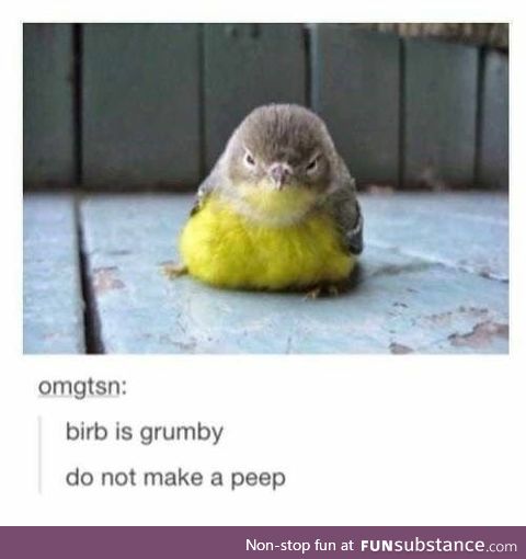 Grumpy birb