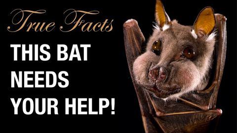 "True Facts" and the REAL Batman (Merlin Tuttle. That's his name, right there)