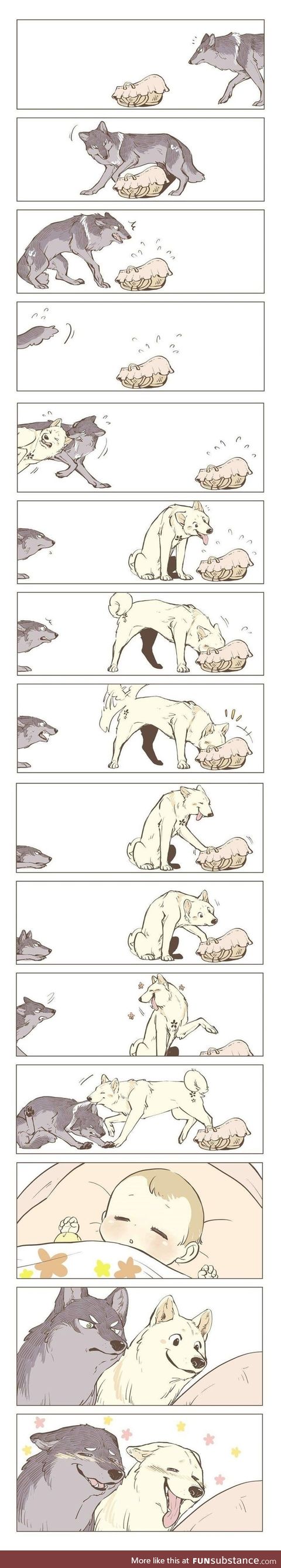 Two wolves, one basket