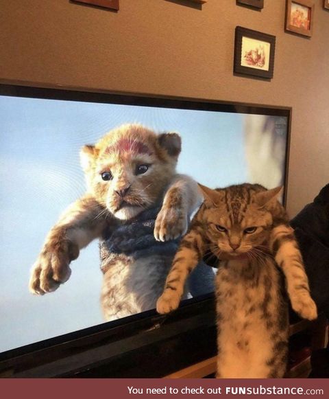 Grumpy simba