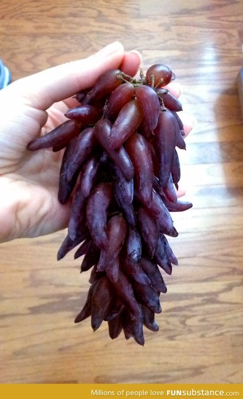 The unusual, elongated grapes that I picked up at the grocery store today