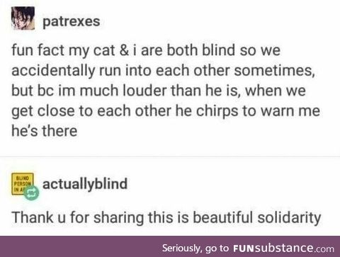 Blind cat chirps to warn blind owner