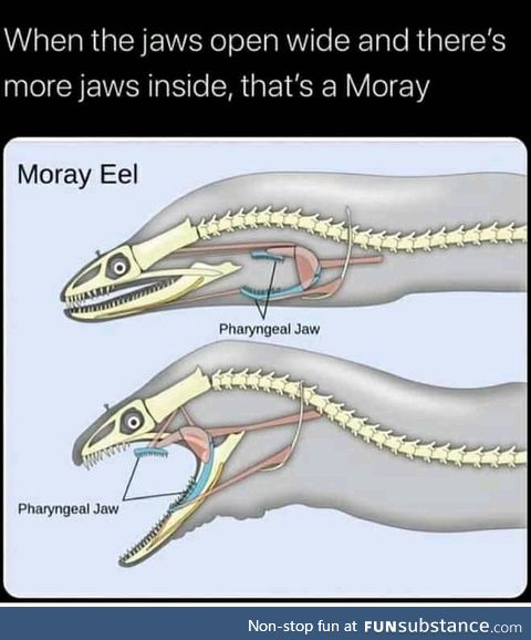 When an eel bites your knee and you cry and you bleed that's a Moray.