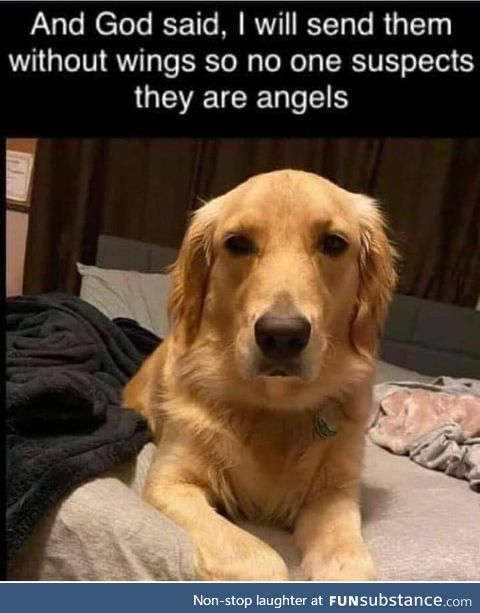 Especially goldens