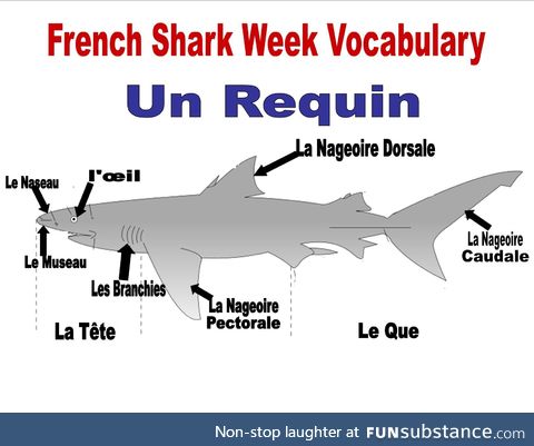 Shark Attack #15 - Attaque de la Connaissance