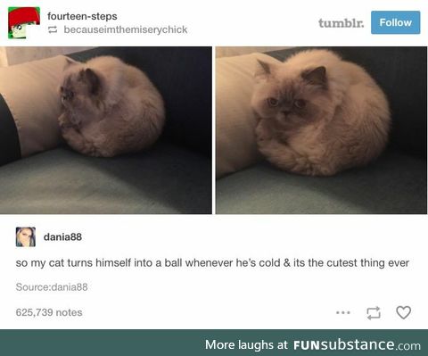 Cat turns into a ball when cold