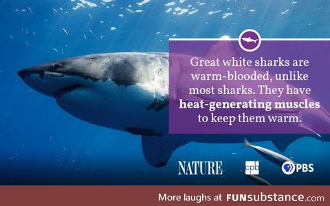 Shark Attack #16 - They're not...Cold-Blooded Killers