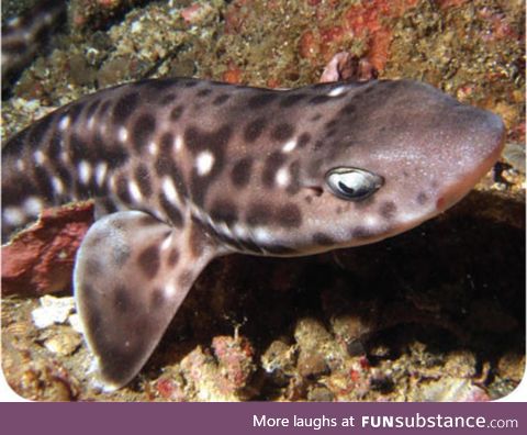 Shark Attack #26/Caturday Week 9 - Catsharks