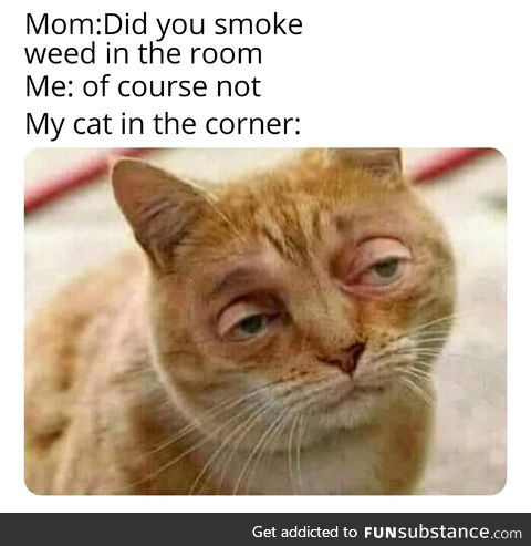 Cat ain't a snitch