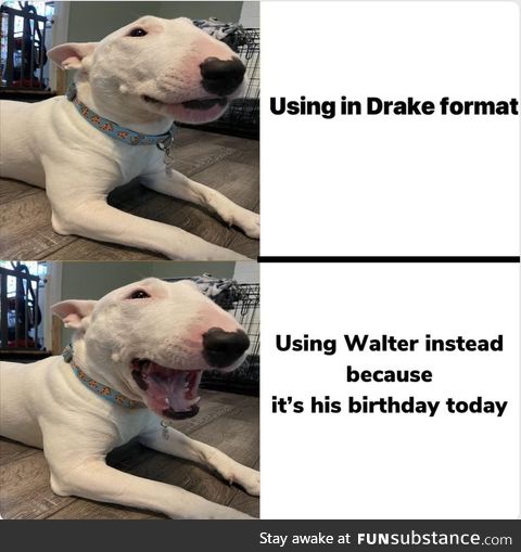 Happy birthday to the funny forward facing meme dog!