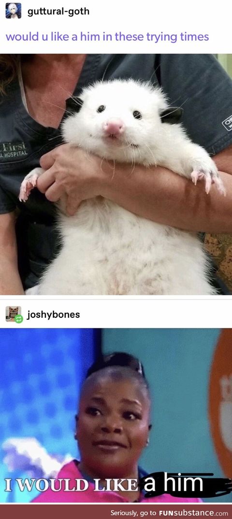 You would like a him