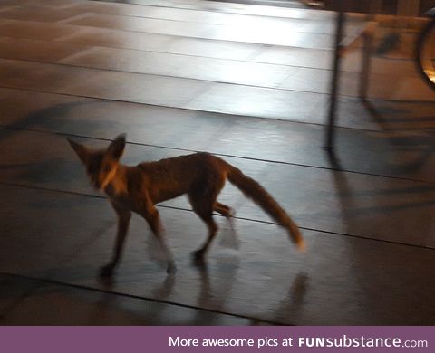 Gratitude Journal Week 18 - For Fox Sake
