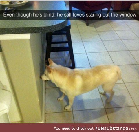 The best window this dog can stare out from