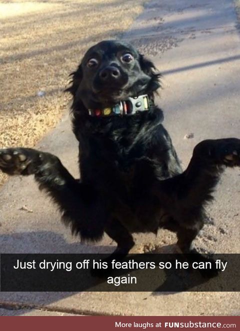 Drying off his feathers