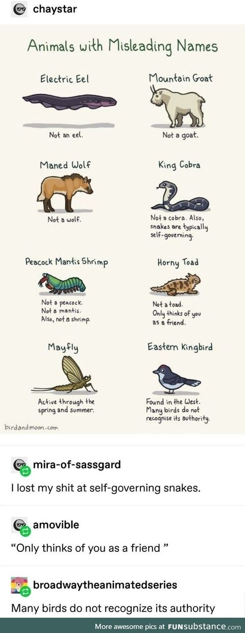 Animals with misleading names