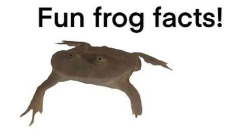 Froggo Fun #524 - That's Interesting