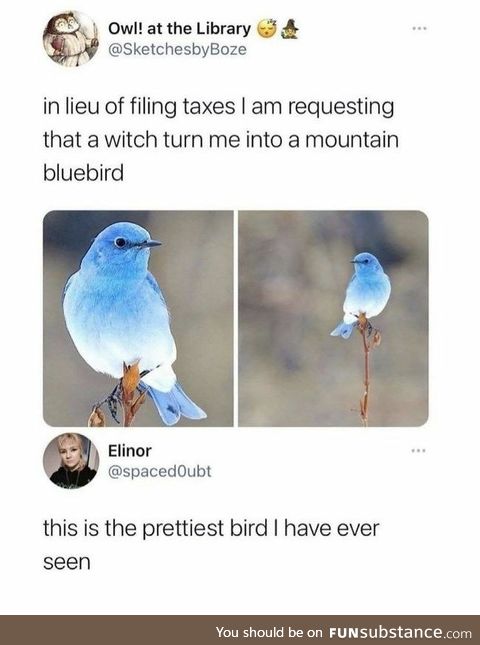 Mountain Bluebird