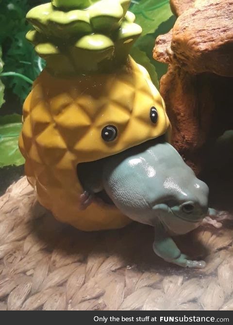 Froggo Fun #525 - Pineapple: The Snacc That Bite Bacc
