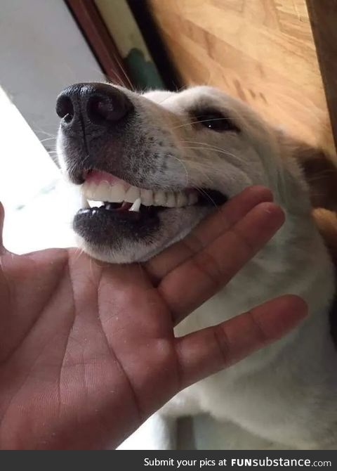My grandma lost her fake teeth. Well, we found the culprit