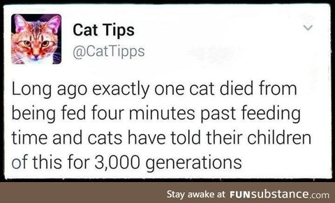 cat history