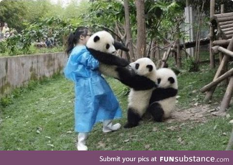 I cannot help but laugh every time I see this photo, pandas are the best