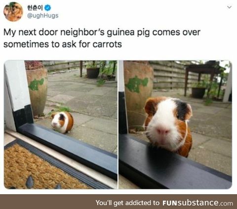 Neighbour's guinea pig visits for carrots