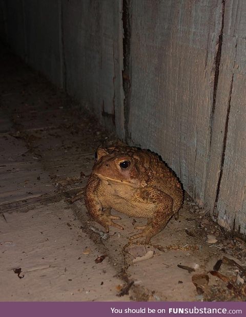 Froggo Fun #541 - He Is the Porch Keeper, Keeper of the Porch