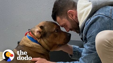 "Aggressive" dog that "doesn't like men" meets his new "foster" dad