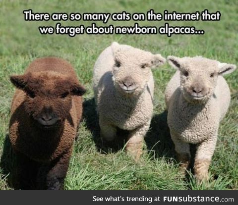 newborn alpacas