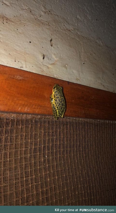 Froggo Fun #550 - Spot the Frog
