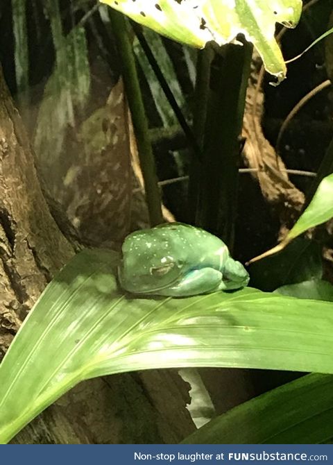 Hibernation