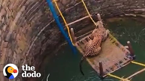 Rescuing a leopard that fell in a well