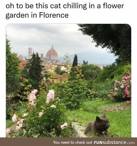 Cat chilling in flower garden in florence