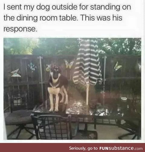 Sent dog outside for standing on the table